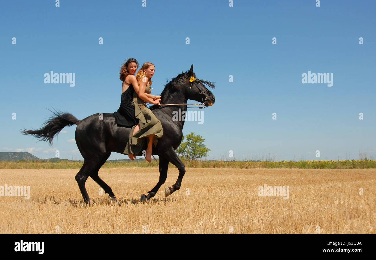 woman women horse stallion teenager two blue laugh laughs laughing twit giggle Stock Photo