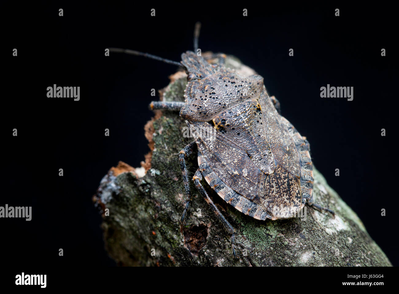 Brown marmorated stink bug  (Halyomorpha halys) sitting on tree branch - USA Stock Photo
