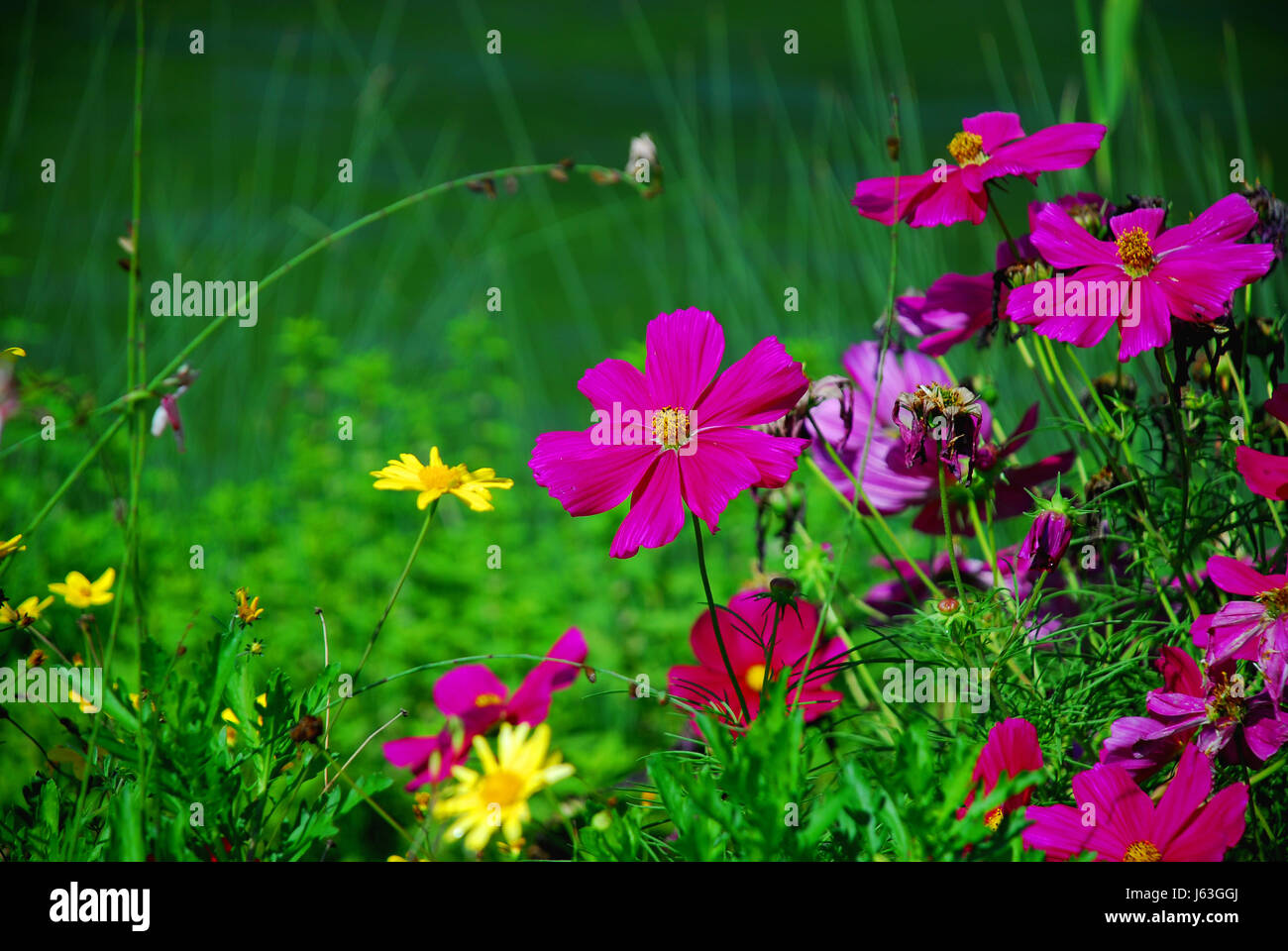 flower plant decorative plant cutting flower plant flower flowers flora