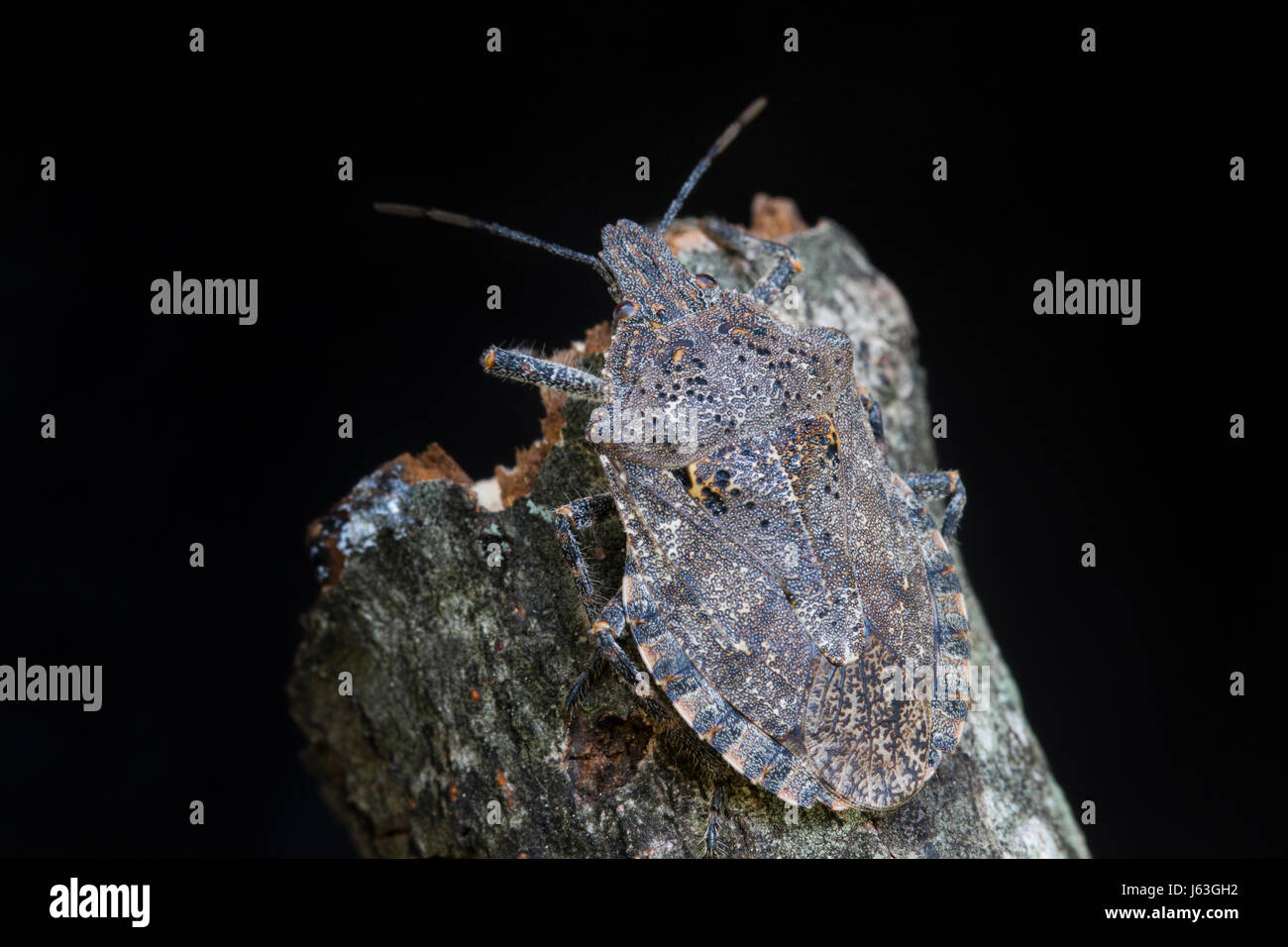 Brown marmorated stink bug  (Halyomorpha halys) sitting on tree branch - USA Stock Photo