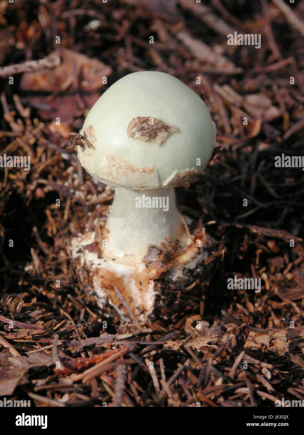 detail death angel angels mushrooms mushroom fungus forest nature fall autumn Stock Photo