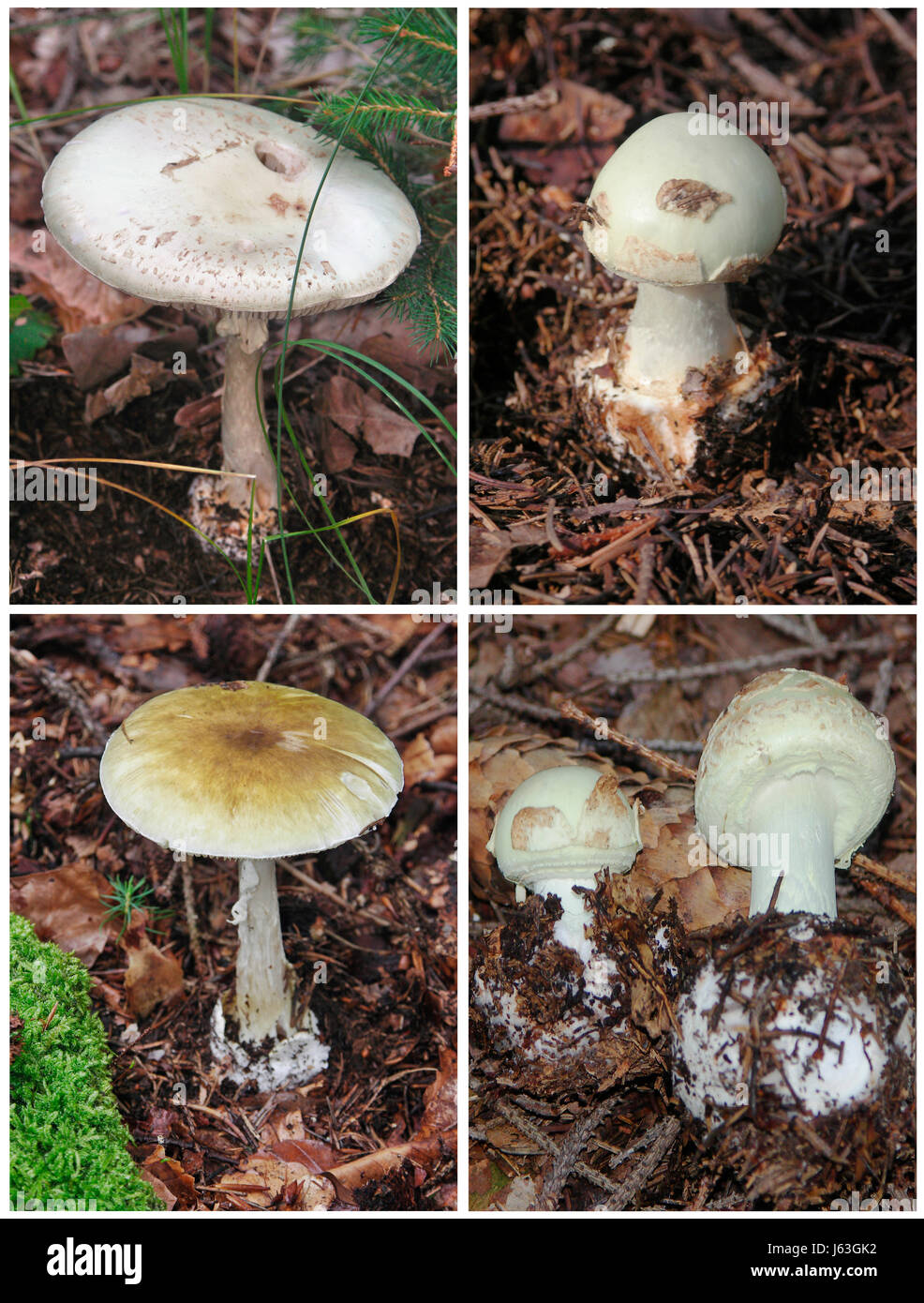detail death angel angels mushrooms mushroom fungus forest toxic poisonous fall Stock Photo