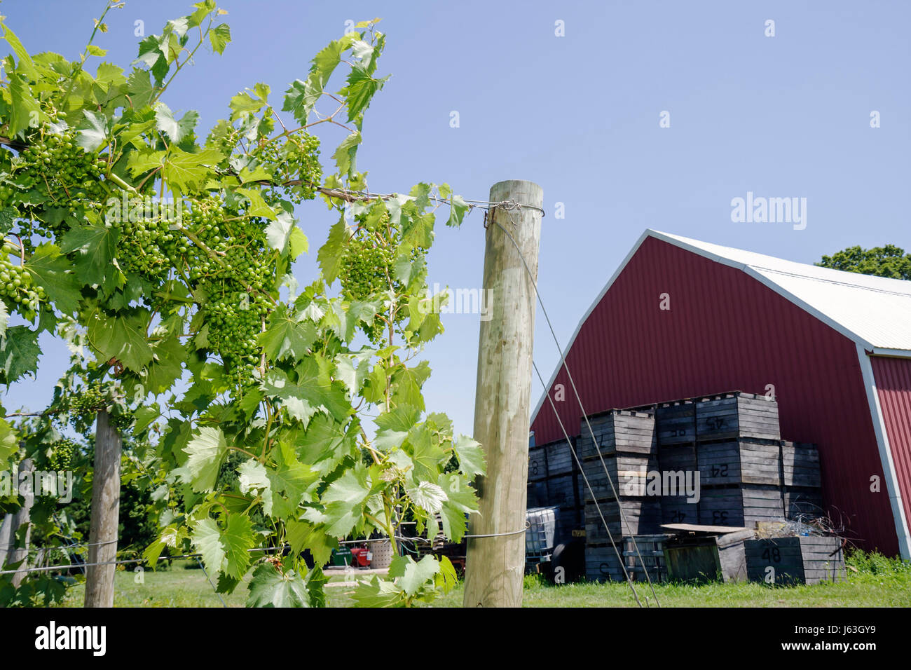 Michigan Fennville,Fenn Valley Vineyards & Wine Cellar,viticulture,grapes,fruit,plants,shed,crates,barn,vines,post,MI080715054 Stock Photo