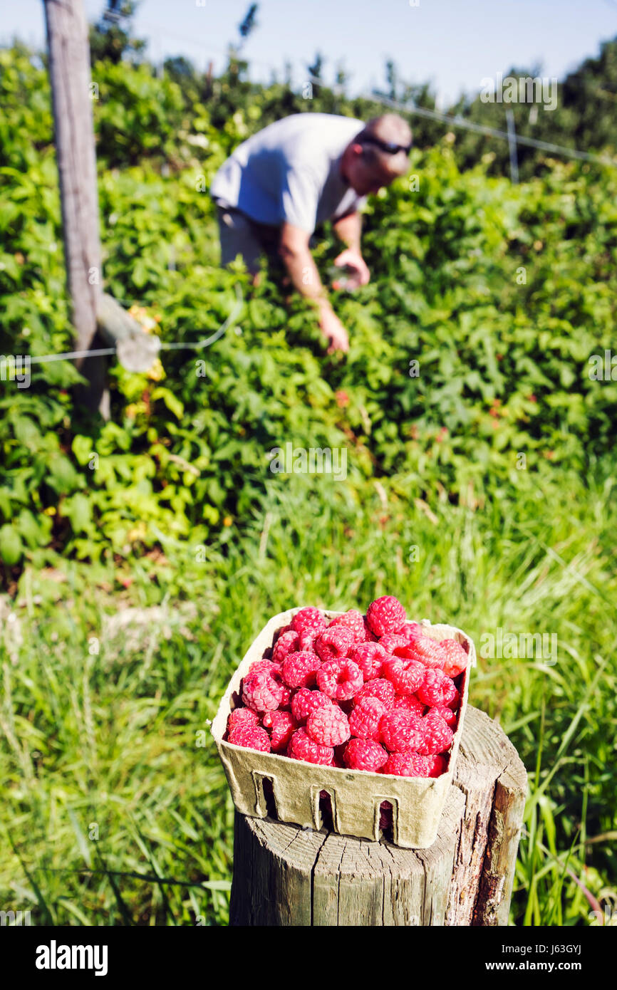 Michigan Grand Cellars,orchard,raspberries,farm,fruit