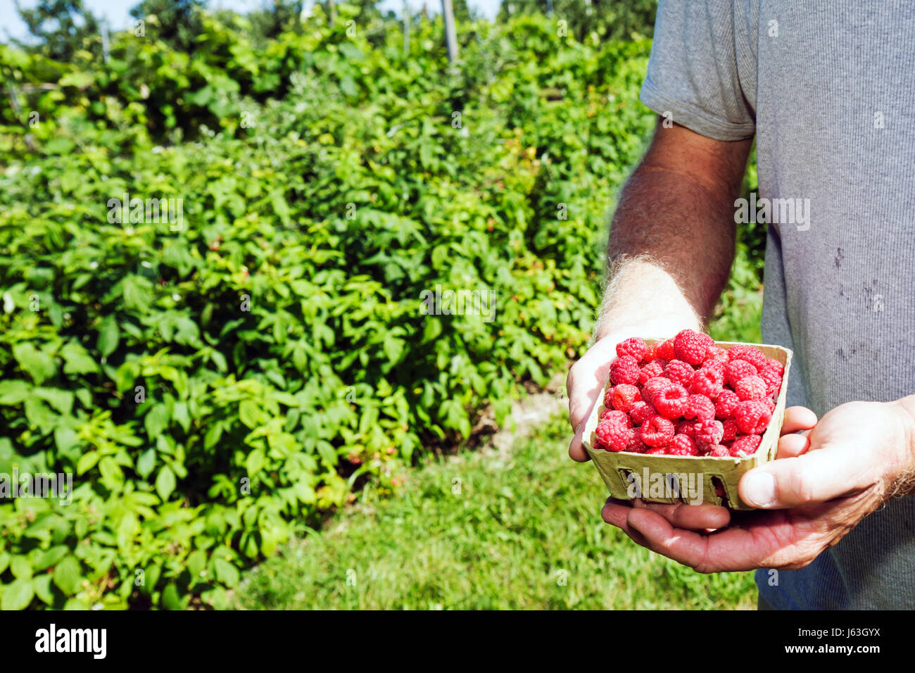 Michigan Grand Cellars,orchard,raspberries,farm,fruit