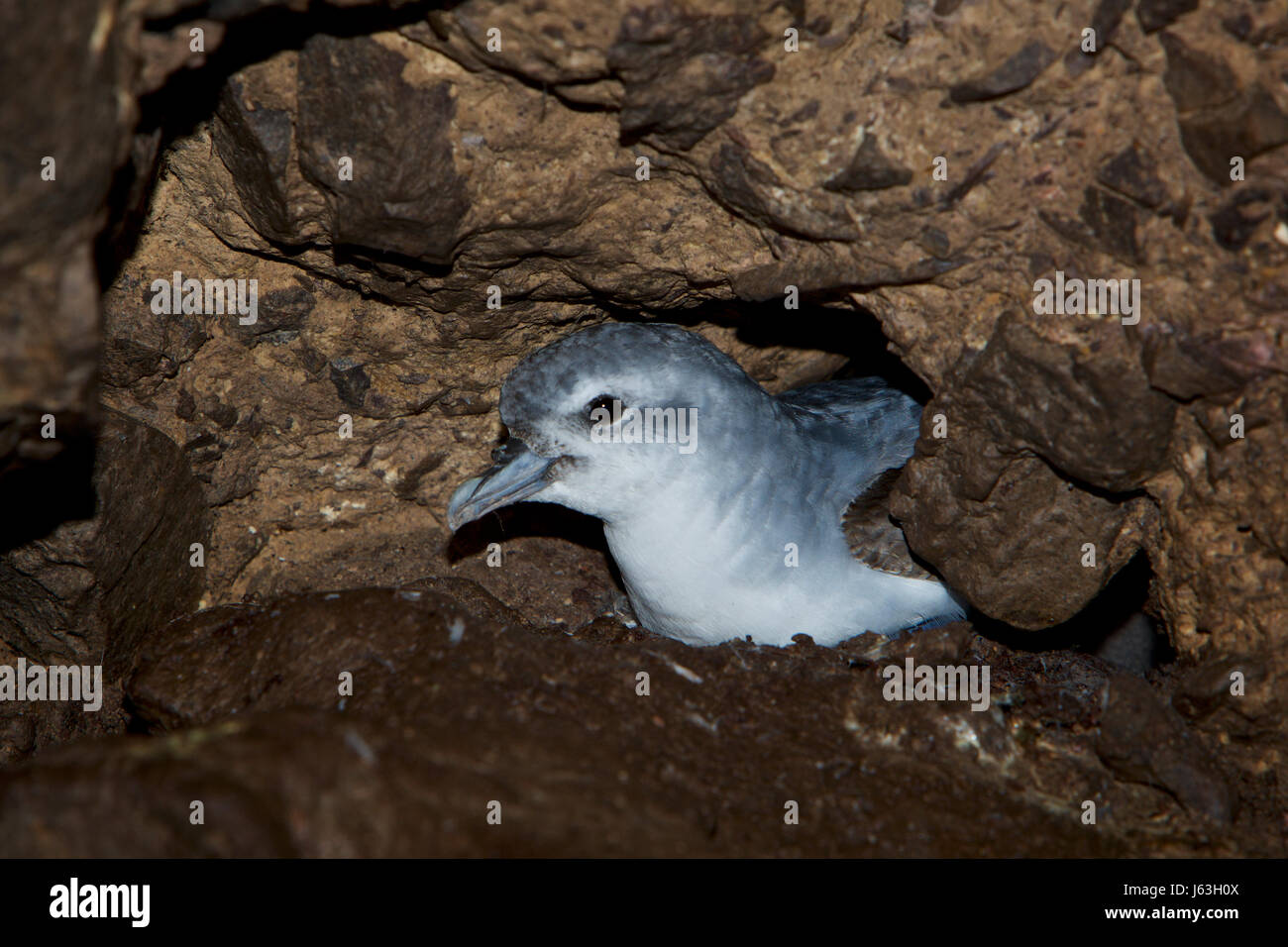 Fairy Prion, Pachyptila turtur Stock Photo Alamy