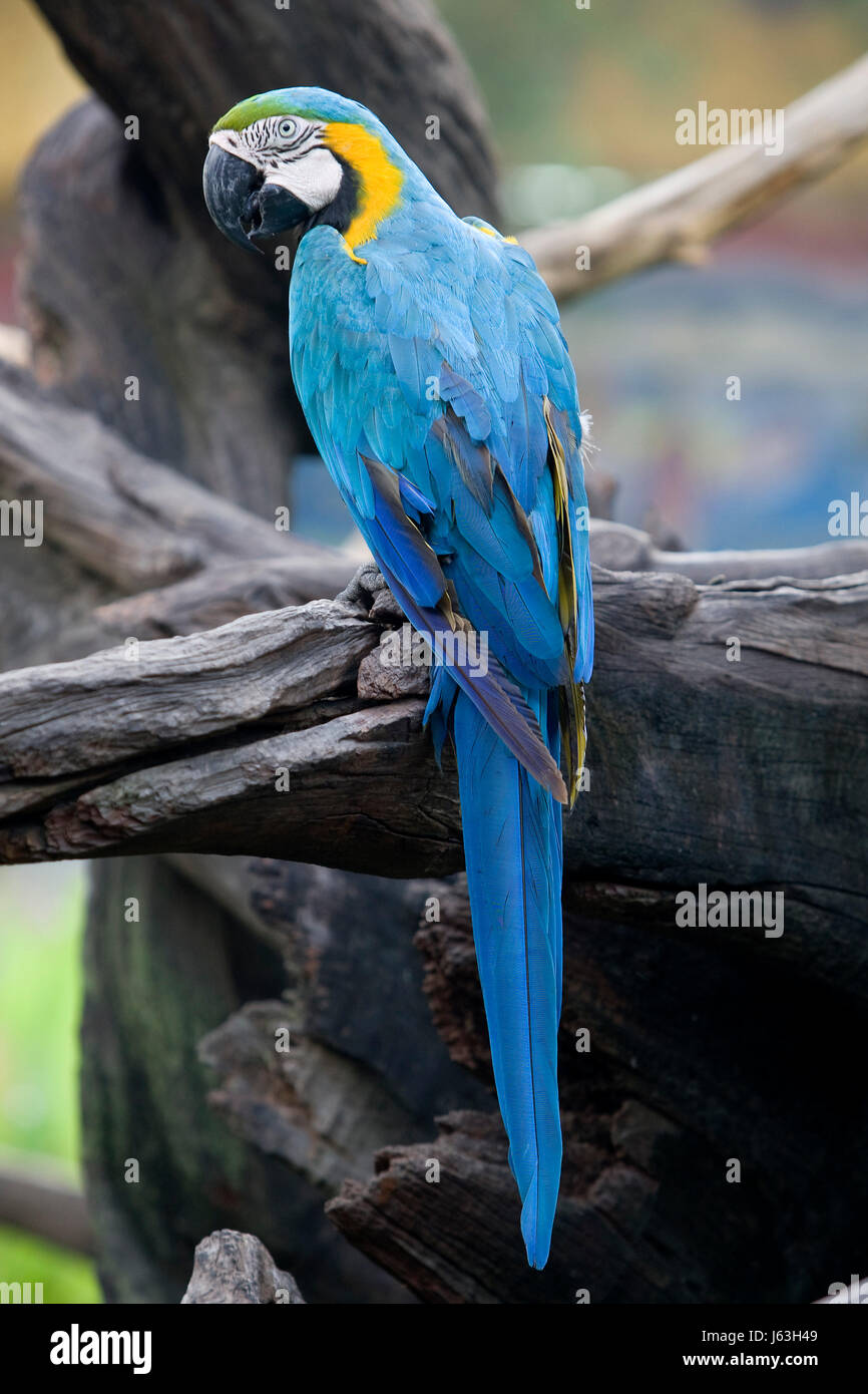 bird birds parrot talk speaking speaks spoken speak talking chat nattering  Stock Photo - Alamy