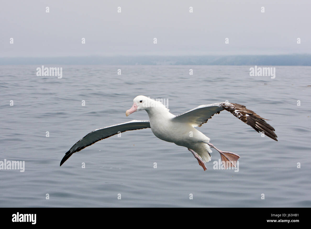 Wandering Albatross (Diomedea exulans) Stock Photo