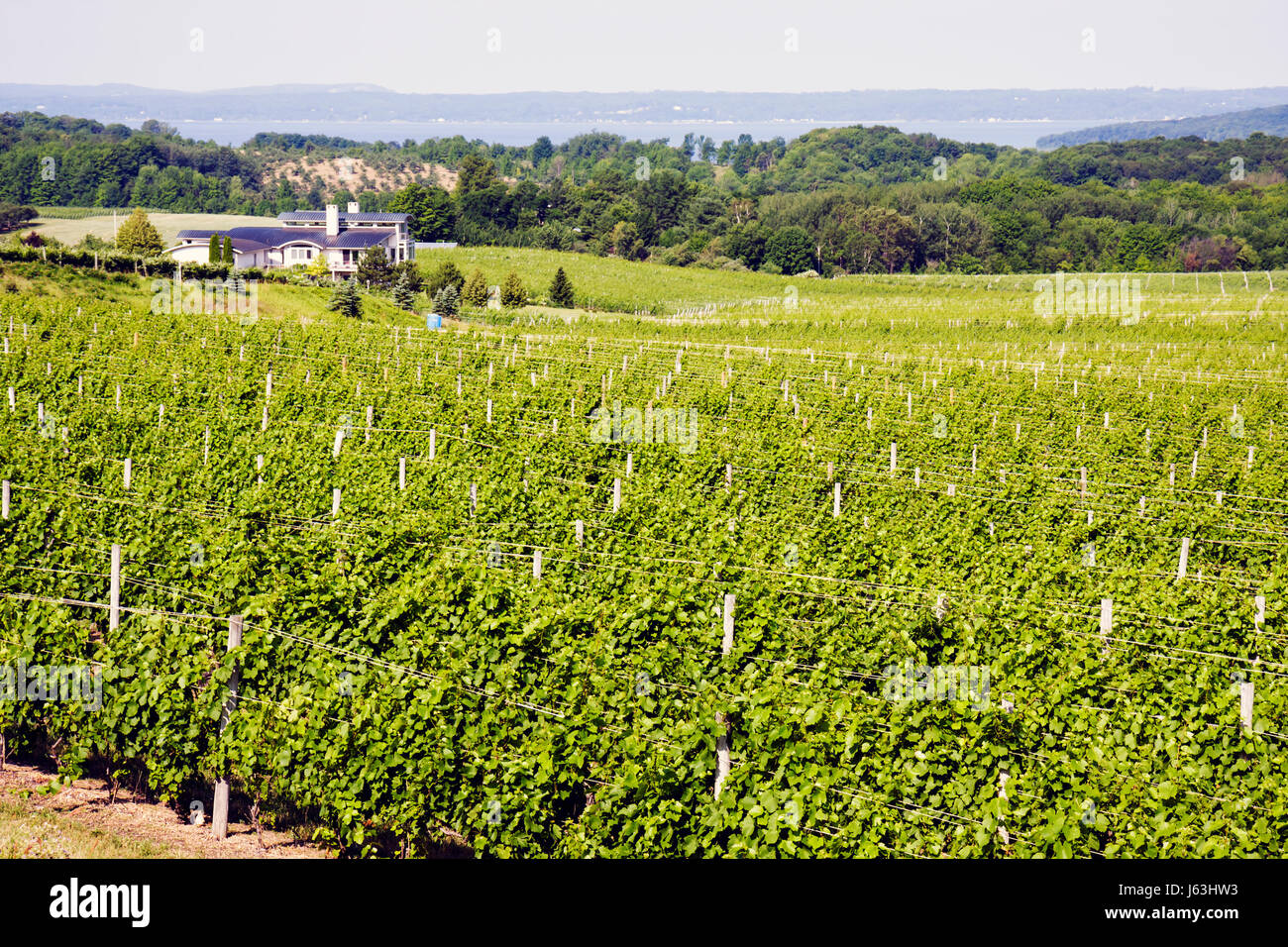 Traverse City Michigan,Old Mission Peninsula,Chateau Grand Traverse,vineyard,vineyards,West Arm Grand Traverse Bay water,viticulture,agriculture,plant Stock Photo