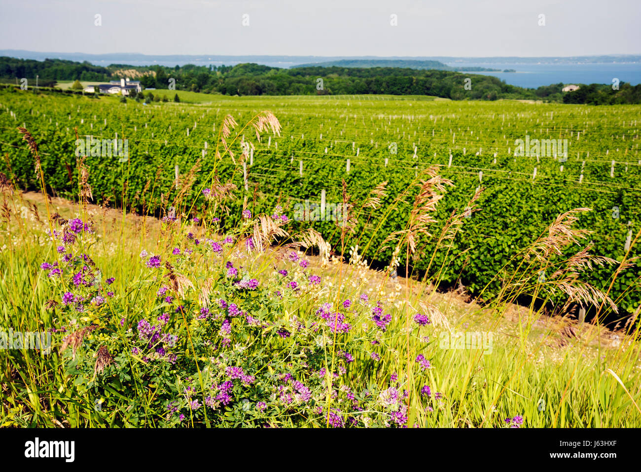 Michigan Traverse City,Old Mission Peninsula,Chateau Grand Traverse,vineyard West Arm Grand Traverse Bay,viticulture,plants,grapes,vines,scenic,wildfl Stock Photo