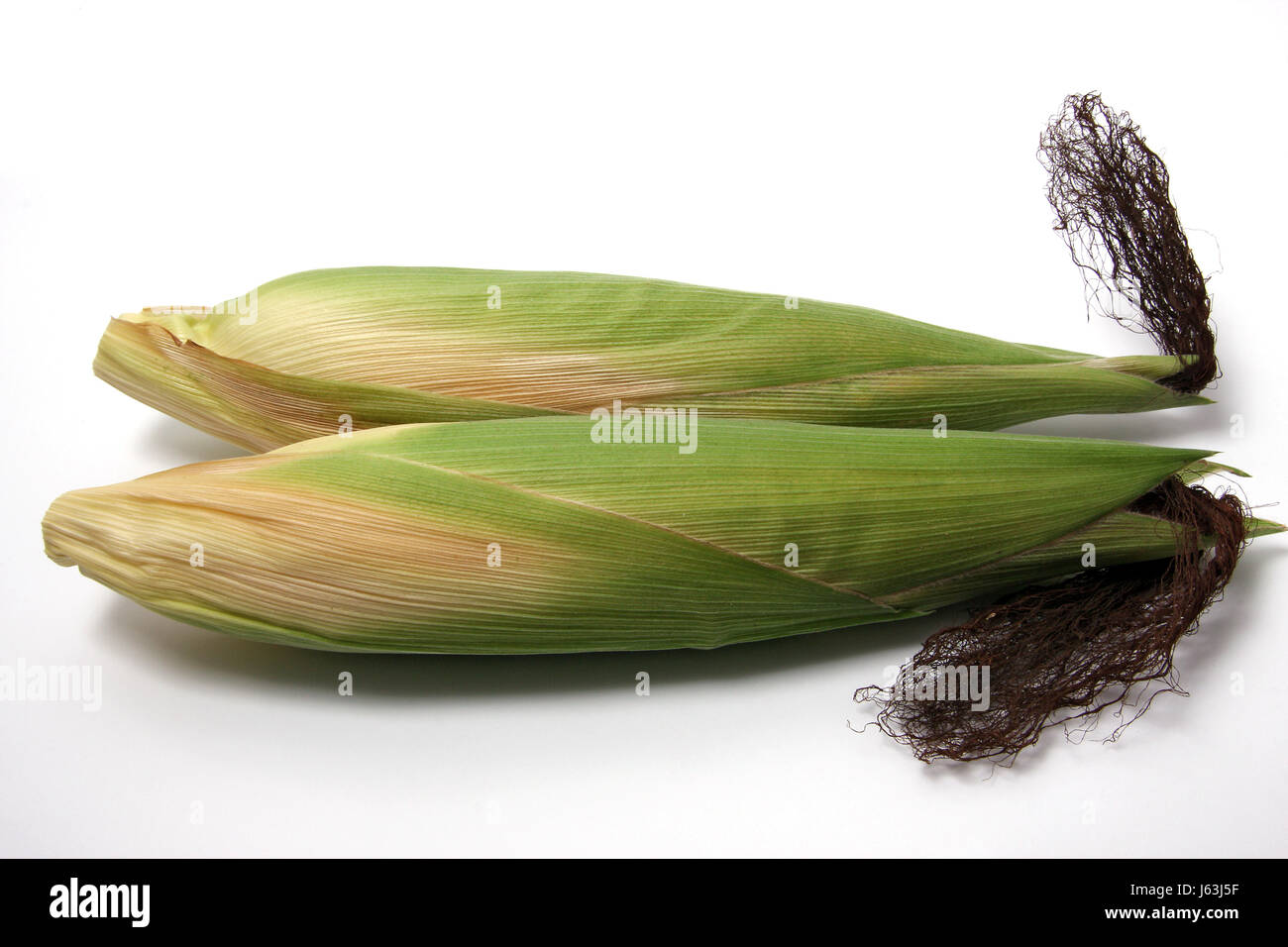 biological vegetable corn corncob grain cereal food aliment agriculture ...