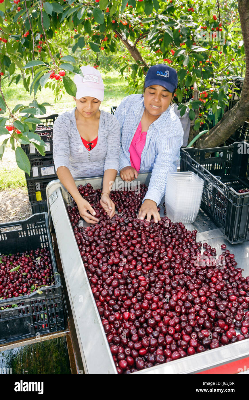 Traverse city michigan and cherries hires stock photography and images