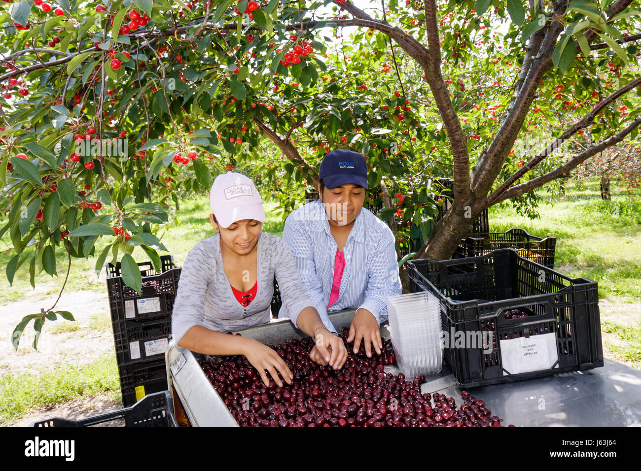 Michigan Traverse City,Old Mission Peninsula,sweet cherries,Hispanic woman female women,worker,workers,laborer,farm,harvest,fruit,orchard,Cerasus,cult Stock Photo