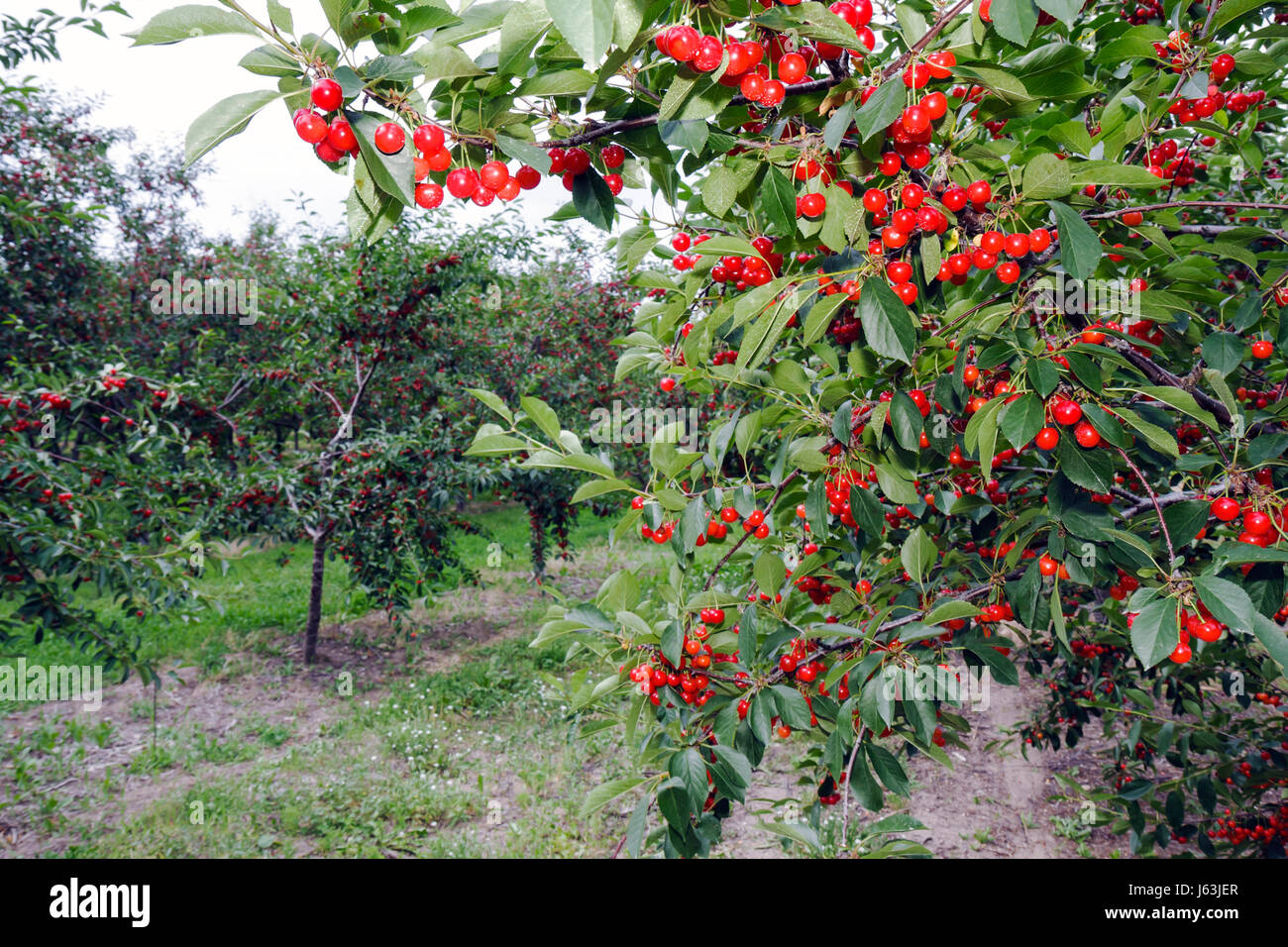 Mi080717103 High Resolution Stock Photography and Images Alamy