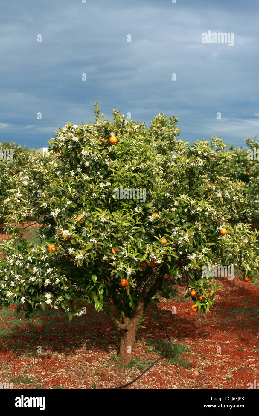 orange tree Stock Photo