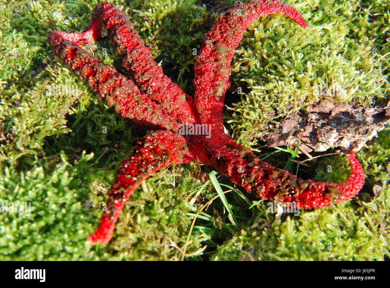 squid mushroom (clathrus archeri Stock Photo Alamy