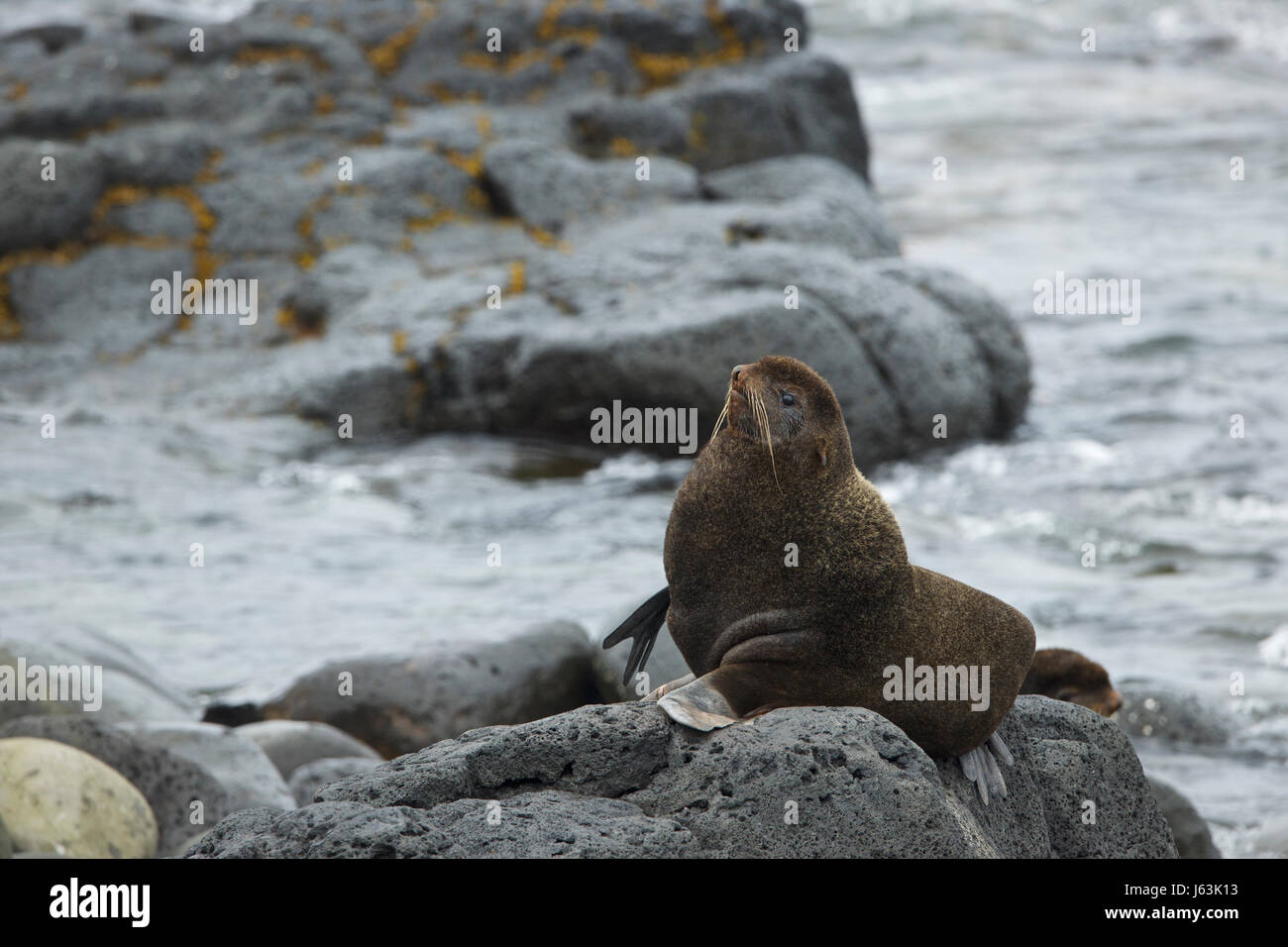 Northern Fur Seal, Callorhinus ursinus Stock Photo