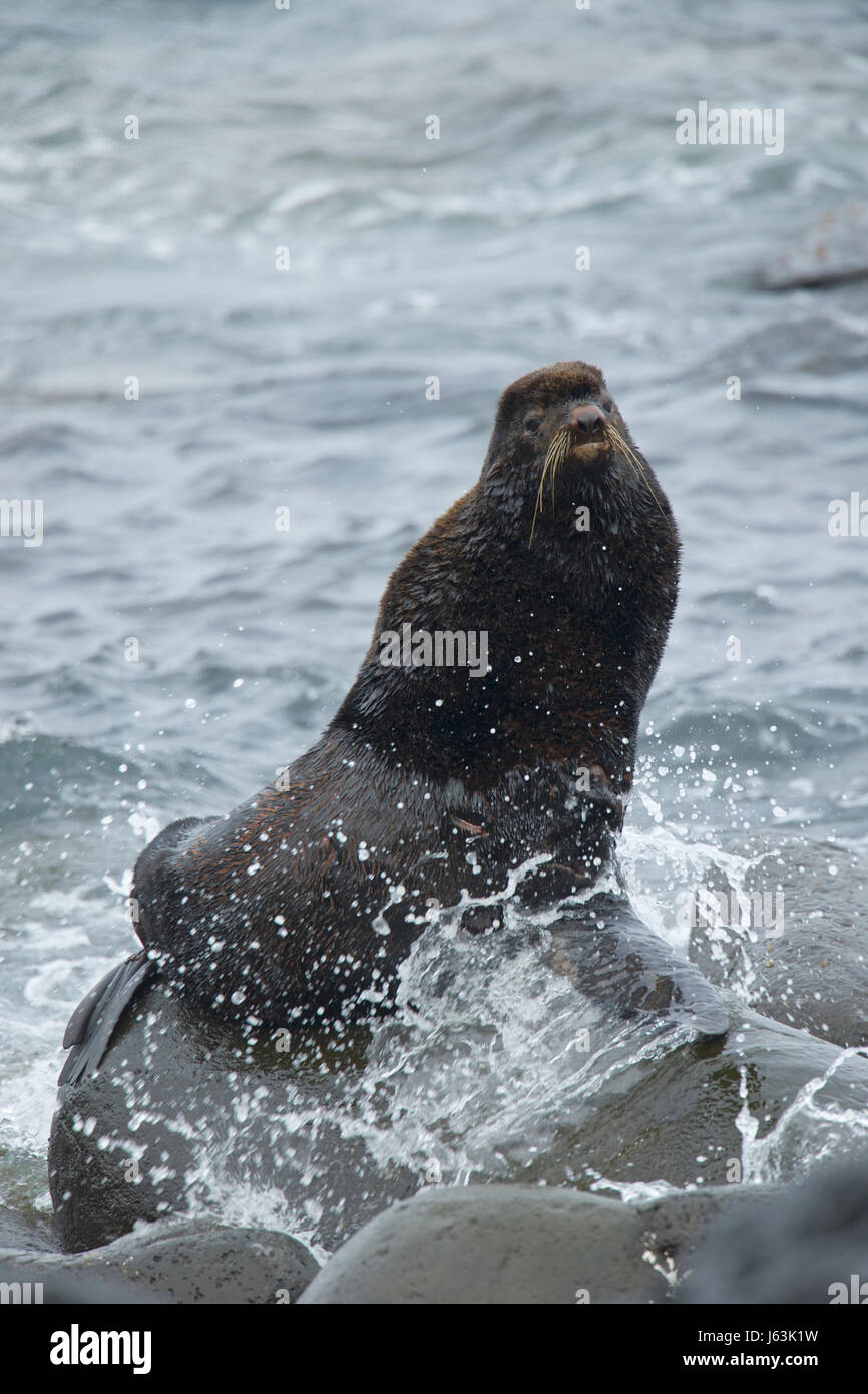 Northern Fur Seal, Callorhinus ursinus Stock Photo