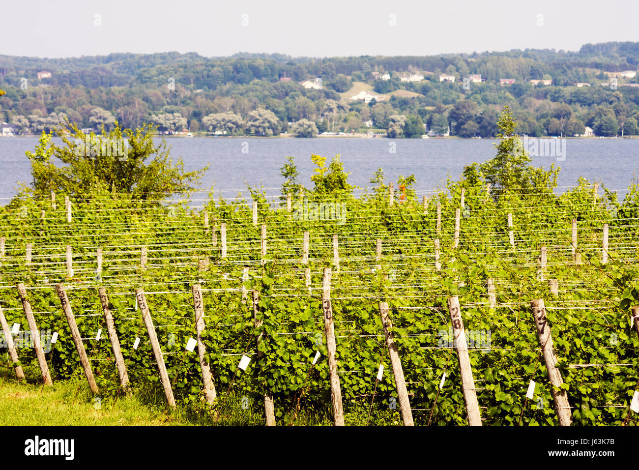 Michigan Traverse City,Leelanau Peninsula,Bel Lago Vineyard & Winery,South Lake Leelanau,vines,grapes,trellis,plants,farm,viticulture,water,scenic,vie Stock Photo