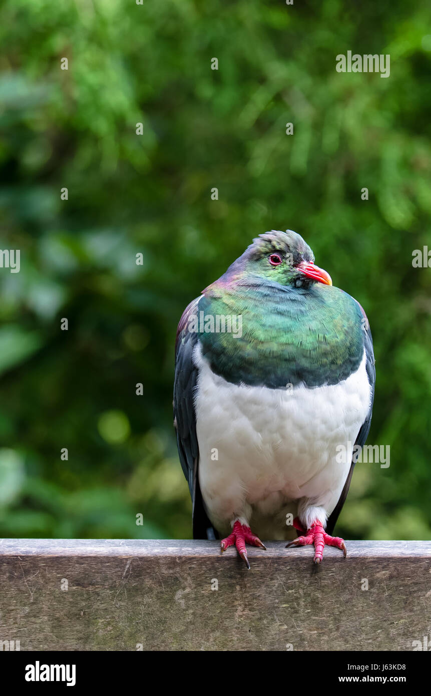 Closeup of New Zealand wood pigeon Stock Photo Alamy