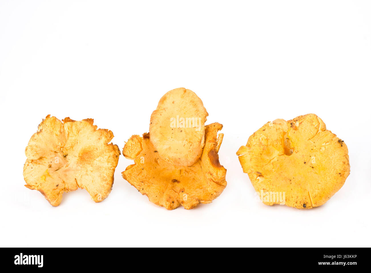 food aliment vegetable mushroom fungus chanterelle nutrition orange