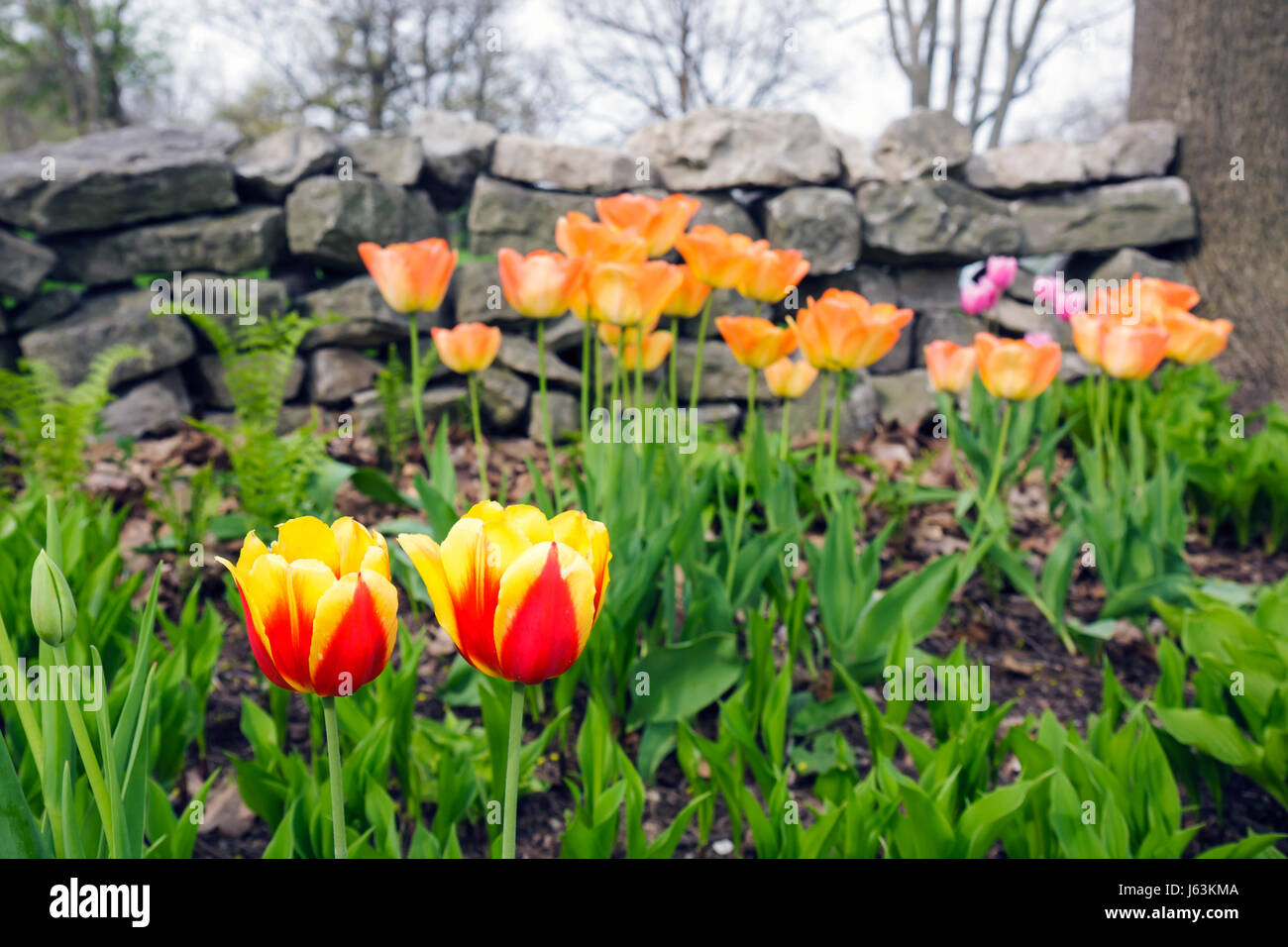 Michigan,MI,Mich,Upper Midwest,Saginaw County,Saginaw,Montague Inn,Bed and Breakfast,historic Inn,early spring,garden,rock wall,flower flowers,tulips, Stock Photo