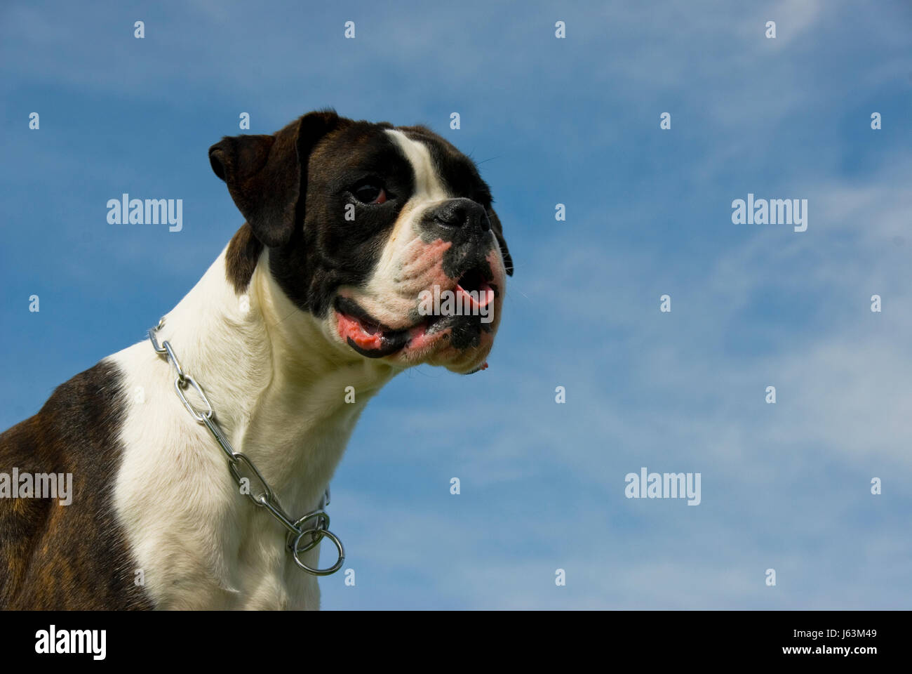 pet guard dog boxer purebred pedigree blue beautiful beauteously nice big  large Stock Photo - Alamy