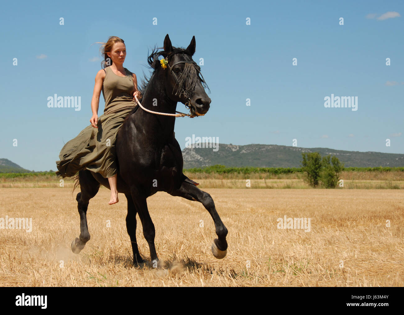 woman horse summer summerly stallion teenager galloping beautiful beauteously Stock Photo