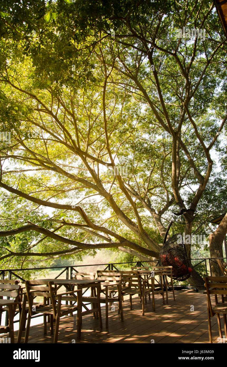 Relaxed in coffee shop with a big tree and red swing Stock Photo Alamy