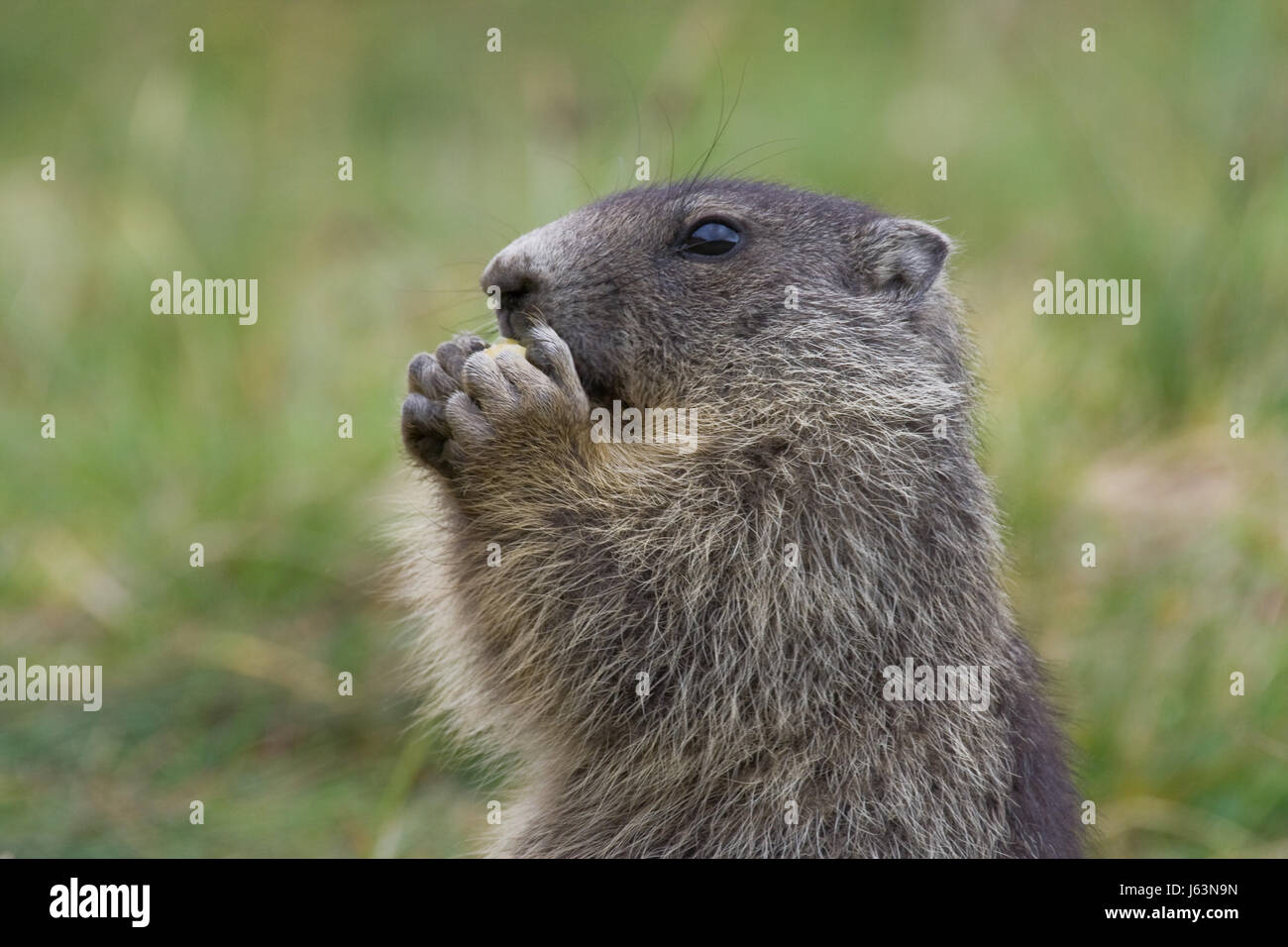 marmot,groundhog,rodent,skin,to gorge,engulf,devour,cute,marmota Stock Photo
