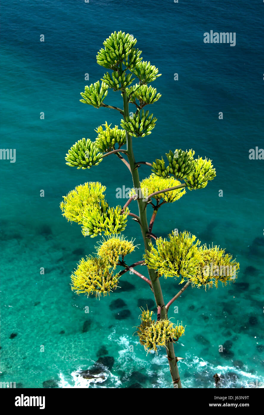 health mountains cactus aloe means agent medicine drug remedy substance