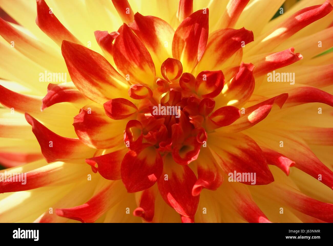 dahlias macro yellow red semi cactus Stock Photo