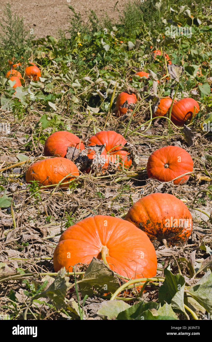 field vegetable cultivation pumpkin agrarian economy nutrition healthy orange Stock Photo