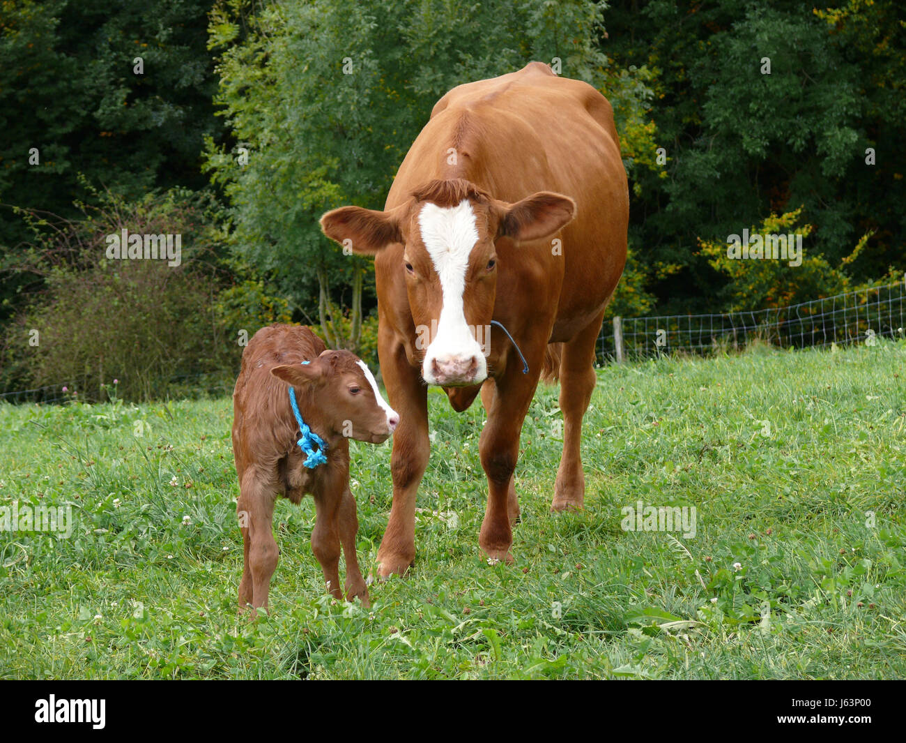 cow and calf Stock Photo - Alamy