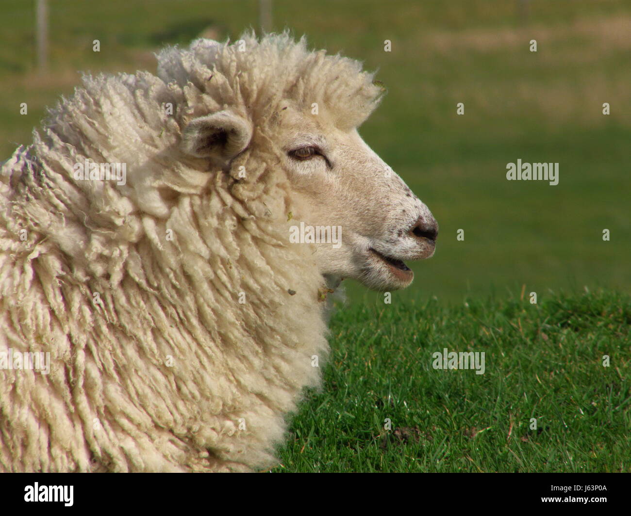 sheep wool environment enviroment water north sea salt water sea ocean ...