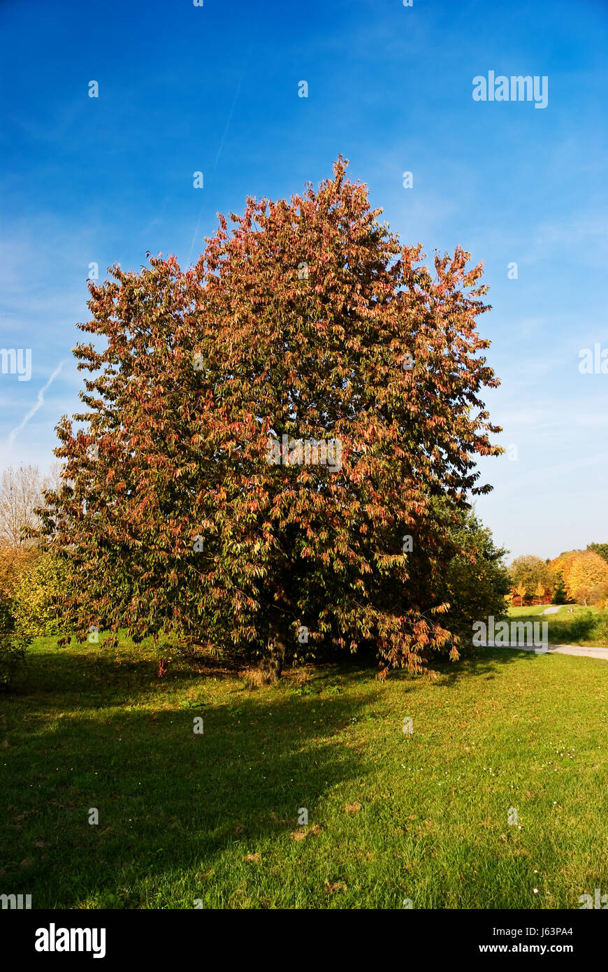 tree park golden maple forest leaves foliage fall autumn blue shine ...