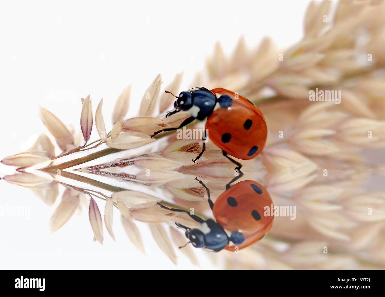 beetle mirroring mirrored double copy duplicate carbon copy photocopy