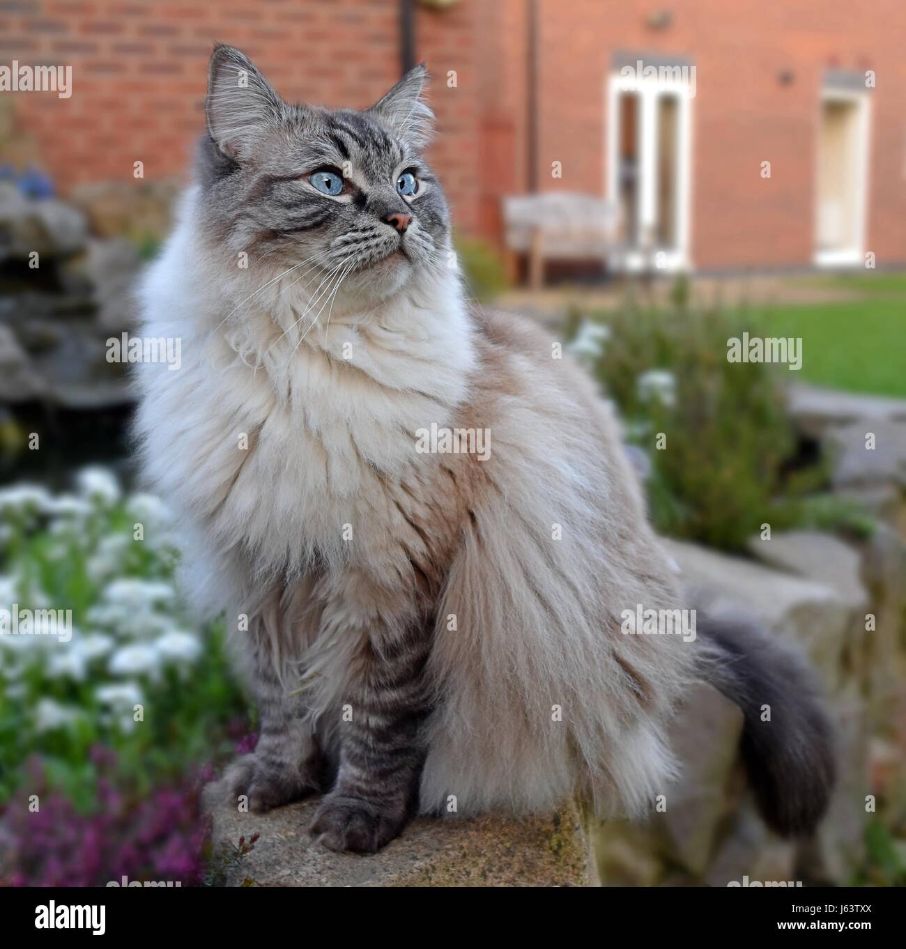 Ragdoll cat adult hi-res stock photography and images - Alamy