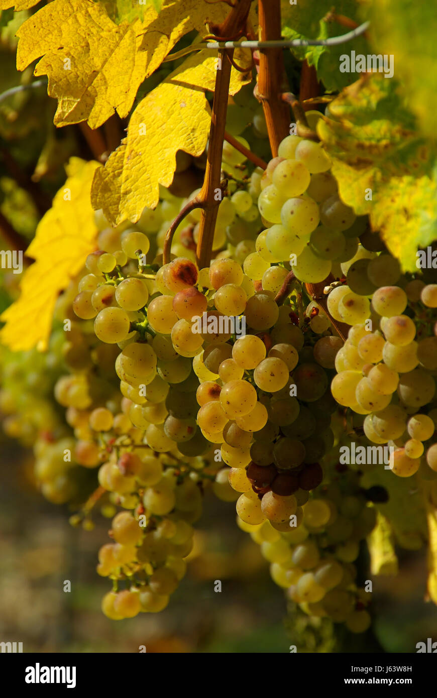 ripe berry grape vine grape vine grape-vine hoarfrost vitamine green ...
