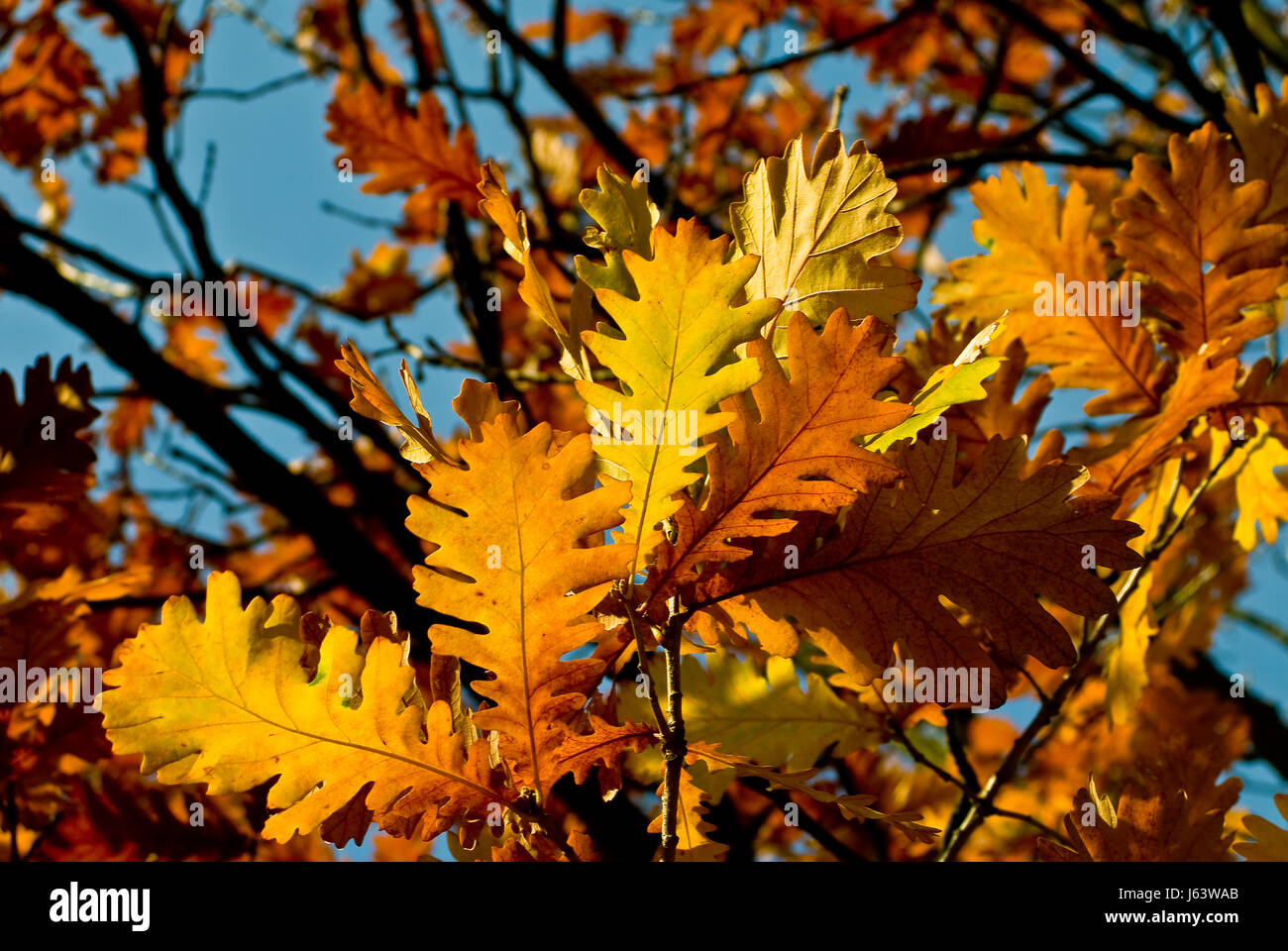 oak tree in autumn Stock Photo - Alamy