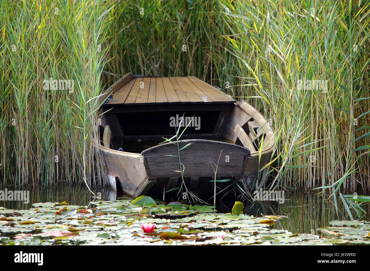 reed water lily rowing boat salt water sea ocean water sailing boat ...