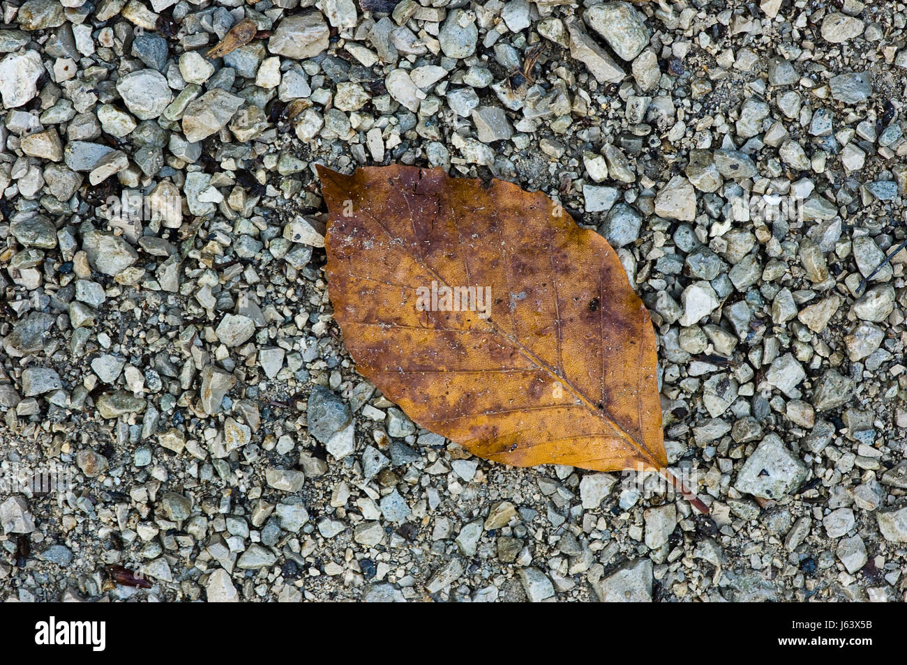 leaf on gravel Stock Photo