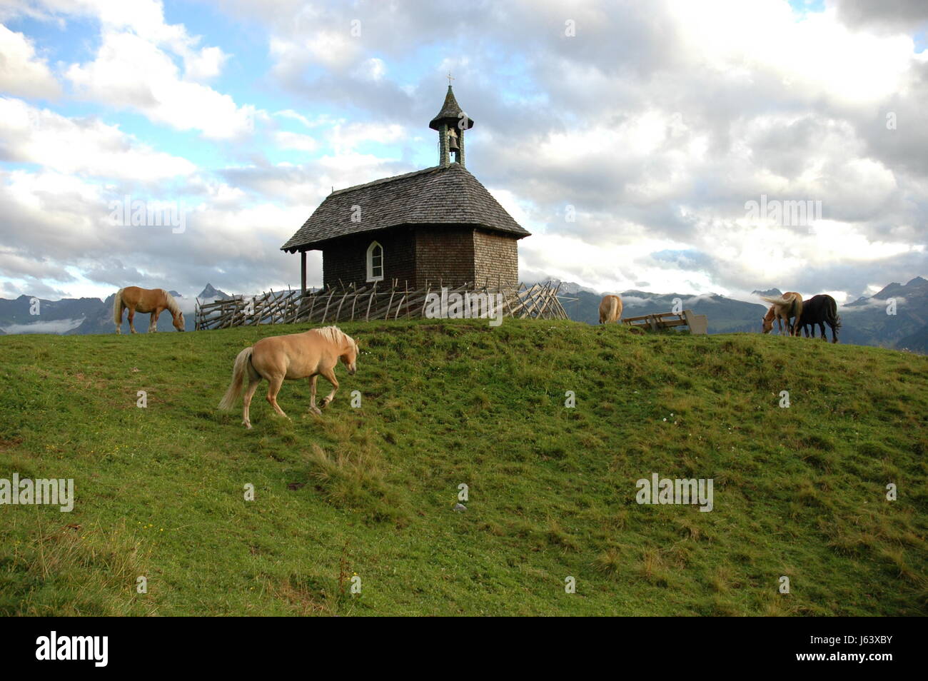landidylle - haflinger on pasture - Stock Photo