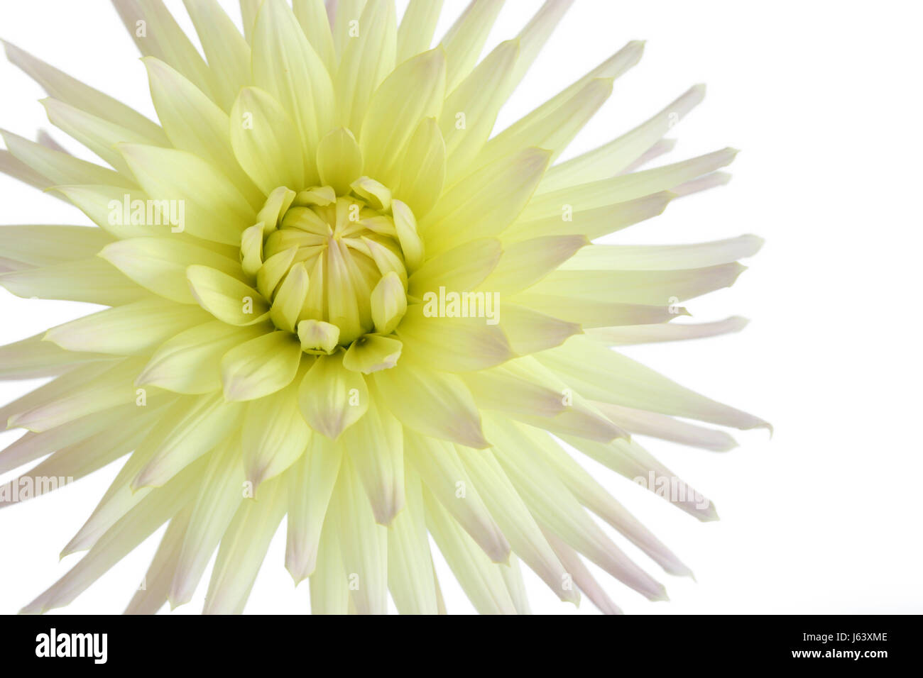 isolated flower plant bloom blossom flourish flourishing flora dahlia yellow Stock Photo
