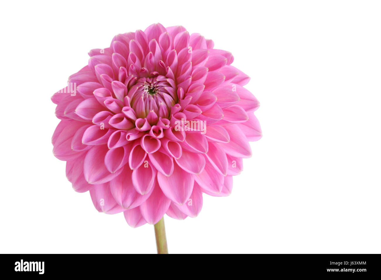 isolated flower plant dahlia cutting flower pink glass chalice tumbler leaf Stock Photo