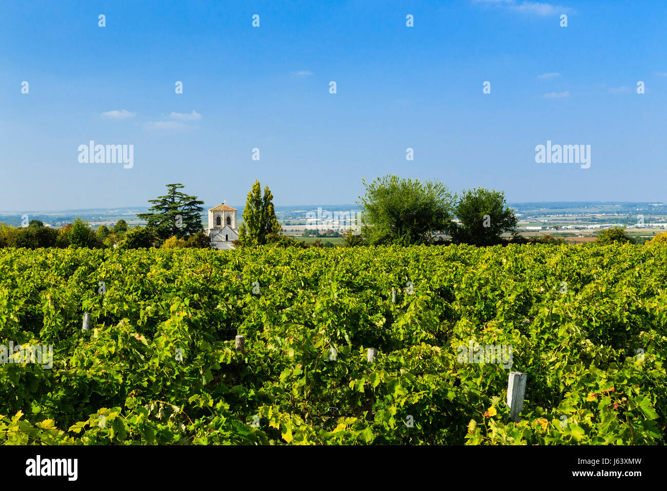 France, Charente, Gente, Saint Medard church and Cognac vineyard Stock Photo