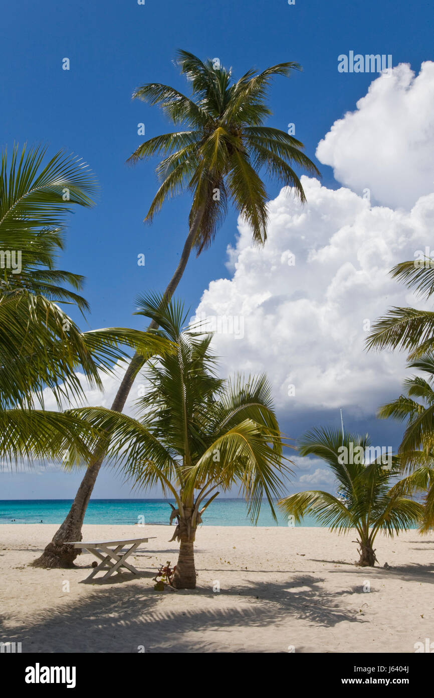 palm trees on the sandy beach Stock Photo - Alamy
