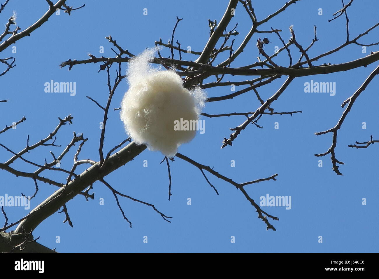 The cotton ball is growing on a tree on Sicily island in Italy. It is