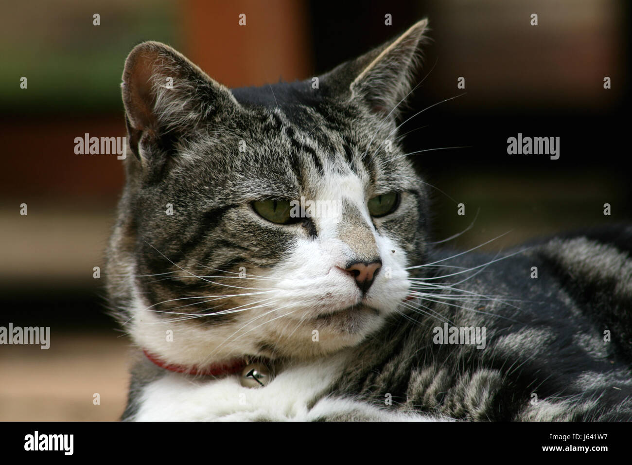 Black, grey and white domestic tabby cat resting in garden of house ...