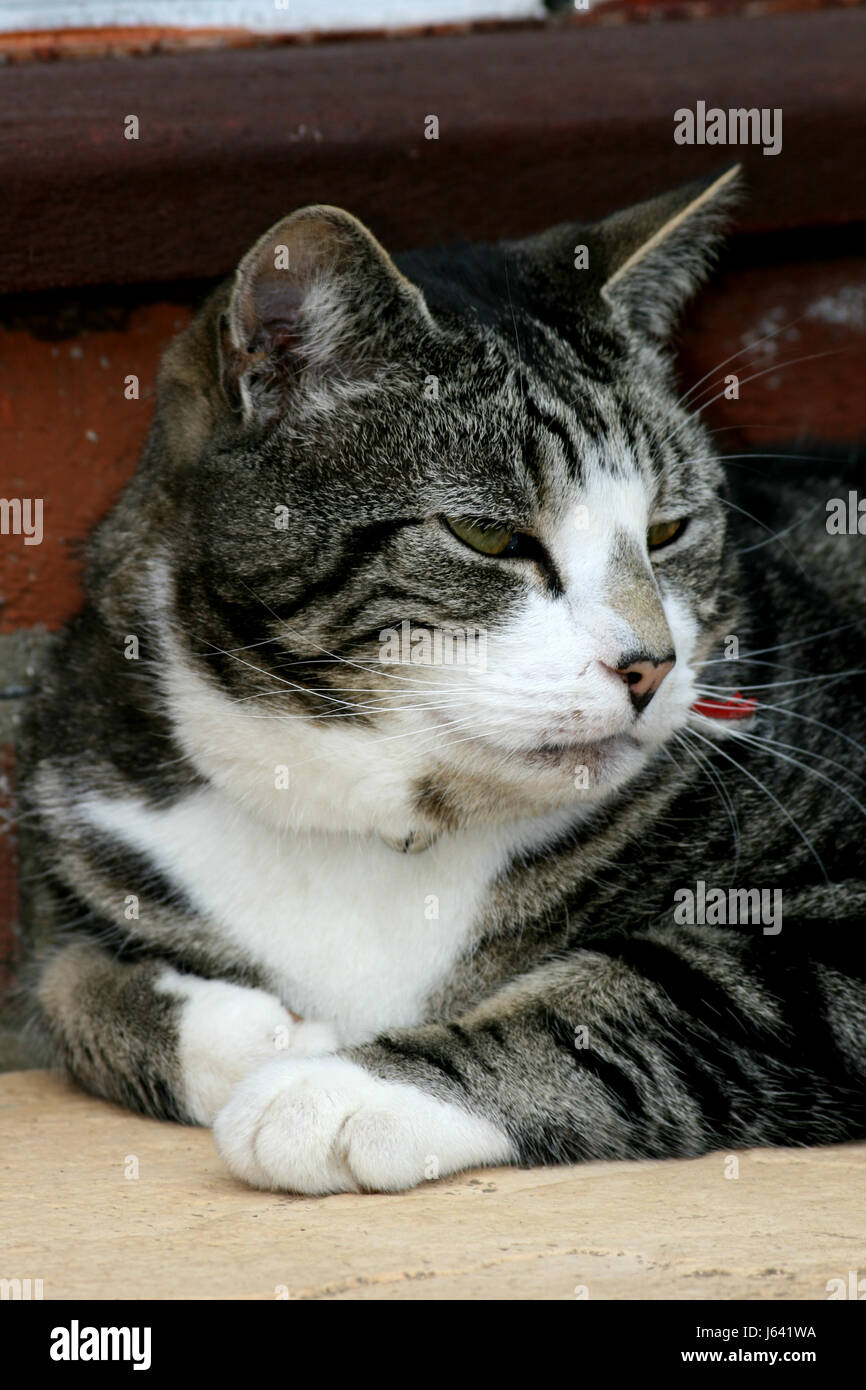 Black, grey and white domestic tabby cat resting in garden of house ...